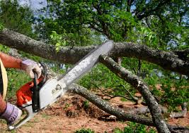 Lawn Renovation and Restoration in Dooms, VA