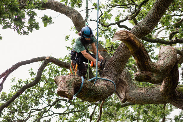Professional Tree Care in Dooms, VA